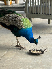 Cast Iron Leaf Bird Feeder Dish Seed Bowl Garden Gift Ornament Decoration Feed2