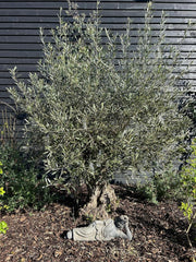 Large Stone Effect Laying Down Buddha Garden Ornament Decoration