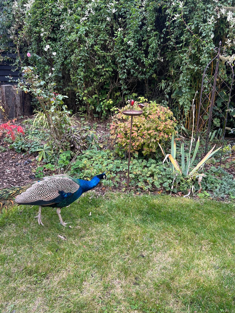 Rustic Robin Birdbath Freestanding Water Bird Food Table Garden Decoration