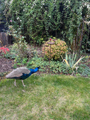 Rustic Robin Birdbath Freestanding Water Bird Food Table Garden Decoration