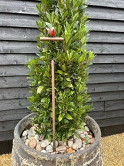 Garden Fork With Robin Stake British Bird Metal Rustic Gift Brown Decoration